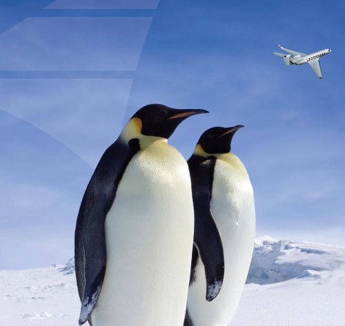 Avjet penguins advertisement